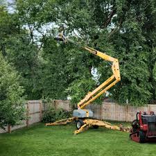 Tree and Shrub Care in Berkeley, CA