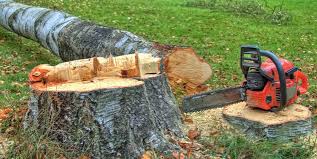Best Fruit Tree Pruning  in Berkeley, CA