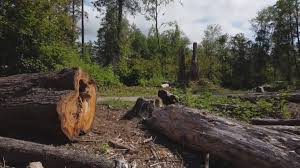 Best Tree Disease Treatment  in Berkeley, CA