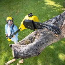 Artificial Turf Installation in Berkeley, CA