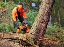 Best Aeration Services  in Berkeley, CA