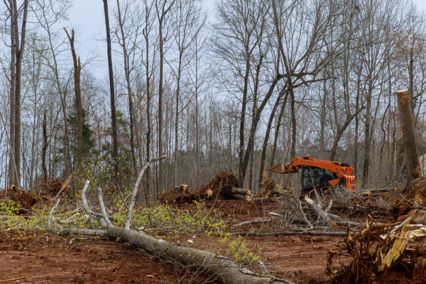 Best Tree Risk Assessment  in Berkeley, CA