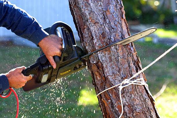 Best Storm Damage Tree Cleanup  in Berkeley, CA