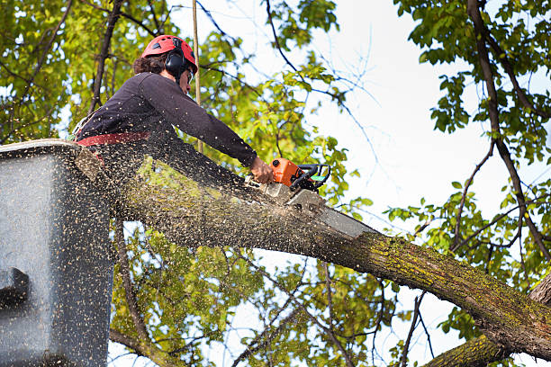 Best Hazardous Tree Removal  in Berkeley, CA