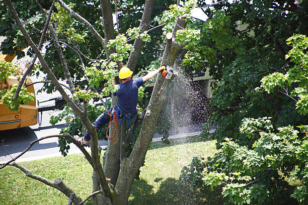 Best Root Management and Removal  in Berkeley, CA