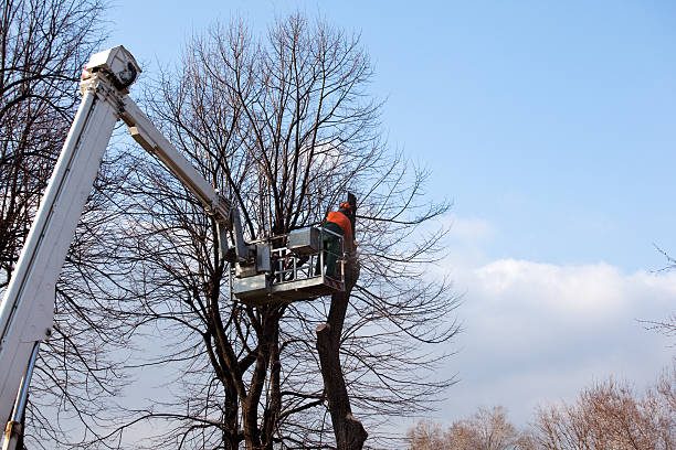 Reliable Berkeley, CA Tree Care Solutions