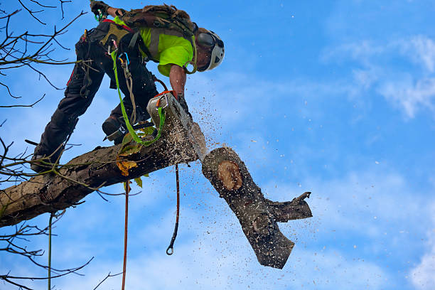 Best Tree Fertilization  in Berkeley, CA